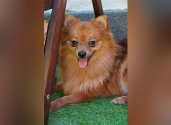 Nico SR - Kleiner Schatz sucht Liebe!