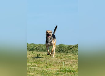Lieber mittelgroßer Sam sucht ein ruhiges Zuhause