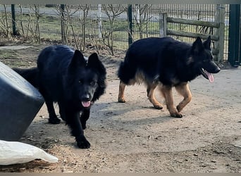 Altdeutsche Schäferhund Hündin