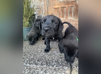 8 Labrador Retriever Rhodesian Ridgeback Welpen in Sonderfarbe seal