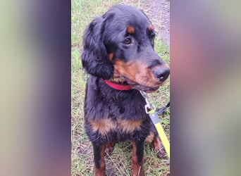 Unser letztes Gordon Setter Mädchen Sally sucht nette Kuschelpartner