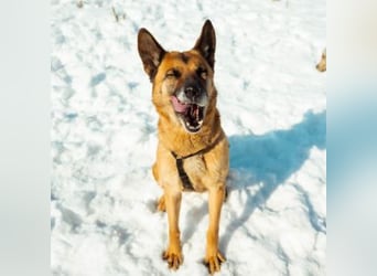 MINERVA-tolles, liebenswertes, sportliches Hundemädchen