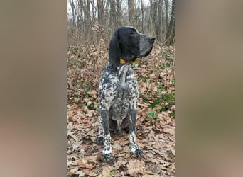 Braque d'Auvergne (Auvergne Vorstehhund) Welpe
