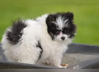 Zwergspitz-Yorkshire Terrier Mix Welpen zu verk.