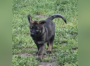 Dunkelgraue Schäferhunde aus Kör-u.Leistungzucht