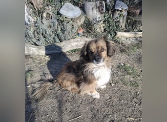 Benji, süßer Pekingnese-Mix sucht Traumzuhause
