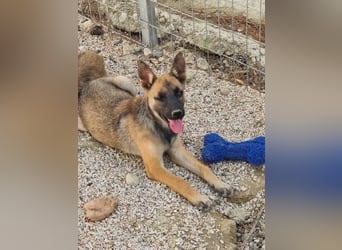 Malinois Mädchen LILO (Juni 2024) sucht eine Familie!