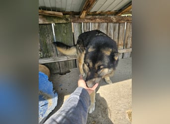 Lucky - hat Angst vor der Leine