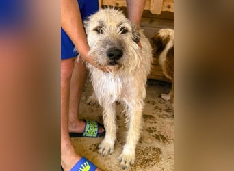 Monty – sanftmütiger, weiser, großer Bub sucht seine Menschen