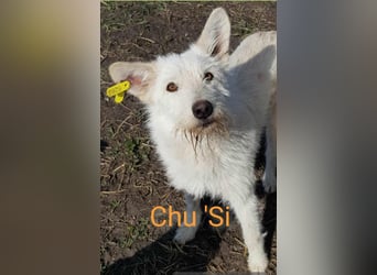 CHU'SI gerettet aus Horror Tötung Slatina, Ostern '22