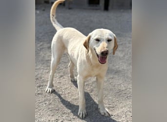 Zuckersüße Labi-Mix-Schnute ♥Chica♥ wartet schon darauf von dir gesehen zu werden