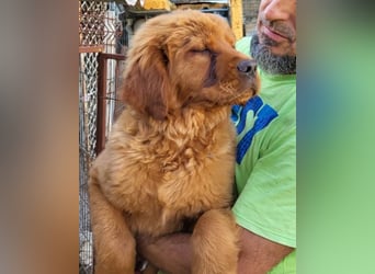 FELIX❤️ junger Chow-Chow-Retriever-Mix: freundlich, sozial und menschenbezogen
