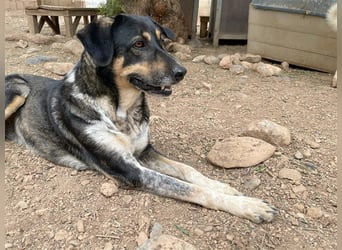 Juanita - Hündin in Spanien