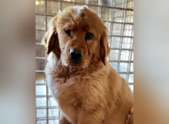 FELIX❤️ junger Chow-Chow-Retriever-Mix: freundlich, sozial und menschenbezogen