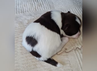 Bezaubernde Welpen aus Bolonka Zwetna und Pomeranian (Zwergspitz)