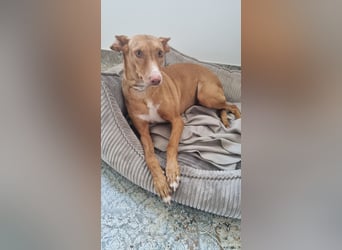 Leona - befindet sich in einer Pflegestelle in 96103 Hallstadt