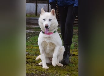 Angyal liebt Wanderungen und Aktivität
