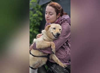 Sanfte KHALEESI-freundlich, offen, voller Vertrauen-liebt die Nähe der Menschen,wartet auf  ihre Fam