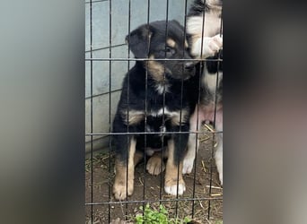 Ironman, kleiner Hundejunge sucht ein Zuhause