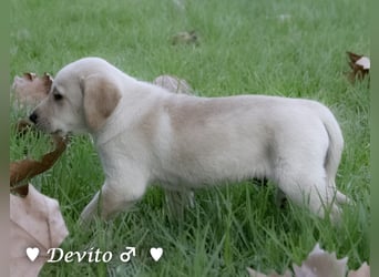 Danny,Debbie, Diddie, Donald und Devito suchen ein Zuhause