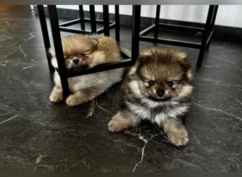 Reinrassige Pomeranian-Hündinnen mit Ahnentafel suchen ihre Traumfamilien