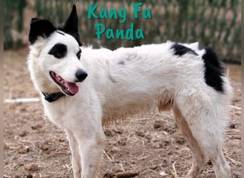 Kung Fu Panda 02/2023 (ESP) - verspielter & verträglicher, junger Border Collie Mix!