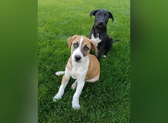 BRUNO - verspielter Bub sucht aktive Familie