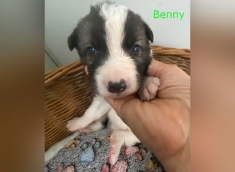 Border Collie Mischlings Welpen