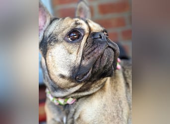 Liebevolles Zuhause gesucht
