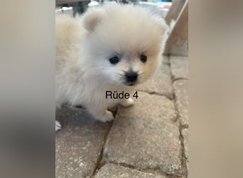 Pomeranian Zwergspitz Welpe