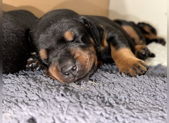 FCI Dobermann Welpe aus Championlinie – Nebula Nero di Angelo
