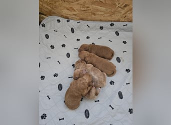 Traumhafte Toypudelwelpen/Zwergpudelwelpen suchen ein liebevolles Zuhause
