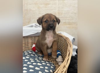 Libby sucht ihr Traumkörbchen