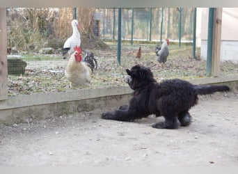 Bergamasker Barbet Mix Doodle Bergamasco Franz. Wasserhund Bergadoodle für Allergiker nicht haarend