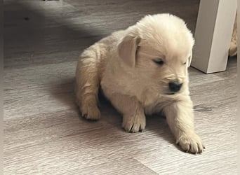 Golden Retriever Welpen abzugeben