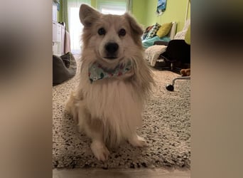 Joey SR - kleiner Kämpfer sucht sein Für-immer-Zuhause