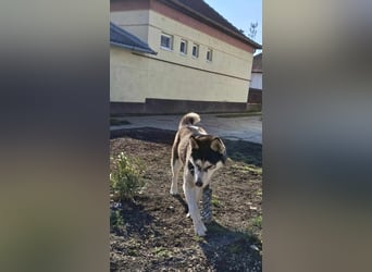 Mex, 2 Jahre jung, 55 cm, möchte viel erleben