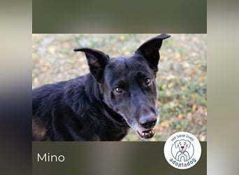 Mino: Stark, treu und voller Liebe