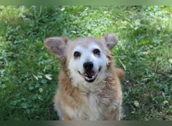 Lumpi, Mischling, geb. 2013, rüstiger Rentner möchte einmal Familienhund sein