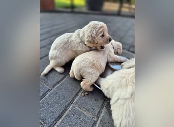 Kleine Golden Retriever Rüden suchen ab Oktober ein neues Zuhause