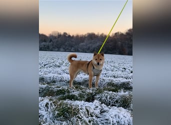 Wurfankündigung - Oktober 24 - Reinrassige Shiba - Inu Welpen! Langjährige Shiba-Liebe!