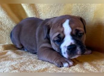 Continental Bulldog Welpen