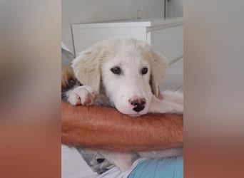 Rufus sucht wundervolles Zuhause für immer!