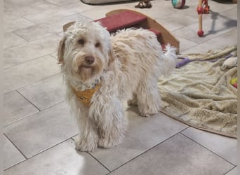 GOLDENDOODLE Traum ! Bezaubernde Welpen aus langjähriger+überprüfter Familienaufzucht.