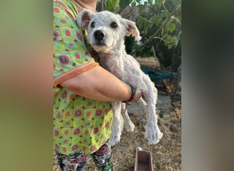Kefir, geboren 20.04.2020, 29cm sucht sein Körbchen