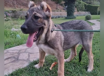 LOTTIE❤️HSH-Mix-Hündin: eine wahre Frohnatur und treue Begleiterin