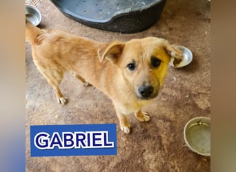 Gabriel, Bub, fast 3 Jahre, Kniehoch, offen, verspielt, menschenbezogen, sozial