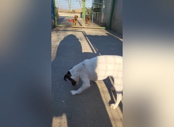 Romi-SI, hübsche Foxterrierdame sucht Rasseliebhaber
