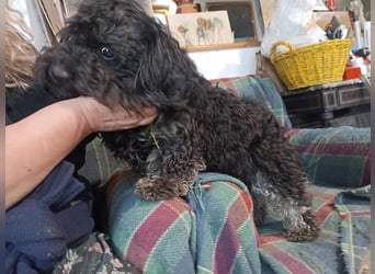 Mancika VA – liebenswerte Hundedame auf der Suche nach einem zweiten Glück