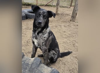 Zecco- ein Wundervoller Hundejunge sucht ein Zuhause